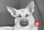 Standbild Golden Gate Kennel Club dog show San Francisco California USA, 1932, aus Sekunde 32 historischem Filmmaterial Videoclip 65675070937