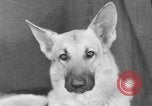 Standbild Golden Gate Kennel Club dog show San Francisco California USA, 1932, aus Sekunde 33 historischem Filmmaterial Videoclip 65675070937