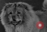 Standbild Golden Gate Kennel Club dog show San Francisco California USA, 1932, aus Sekunde 34 historischem Filmmaterial Videoclip 65675070937