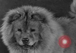 Standbild Golden Gate Kennel Club dog show San Francisco California USA, 1932, aus Sekunde 35 historischem Filmmaterial Videoclip 65675070937