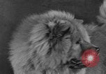Standbild Golden Gate Kennel Club dog show San Francisco California USA, 1932, aus Sekunde 36 historischem Filmmaterial Videoclip 65675070937