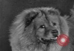 Standbild Golden Gate Kennel Club dog show San Francisco California USA, 1932, aus Sekunde 37 historischem Filmmaterial Videoclip 65675070937