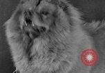 Standbild Golden Gate Kennel Club dog show San Francisco California USA, 1932, aus Sekunde 38 historischem Filmmaterial Videoclip 65675070937