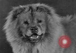 Standbild Golden Gate Kennel Club dog show San Francisco California USA, 1932, aus Sekunde 39 historischem Filmmaterial Videoclip 65675070937
