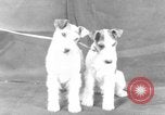 Standbild Golden Gate Kennel Club dog show San Francisco California USA, 1932, aus Sekunde 40 historischem Filmmaterial Videoclip 65675070937
