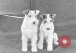 Standbild Golden Gate Kennel Club dog show San Francisco California USA, 1932, aus Sekunde 41 historischem Filmmaterial Videoclip 65675070937