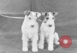 Standbild Golden Gate Kennel Club dog show San Francisco California USA, 1932, aus Sekunde 42 historischem Filmmaterial Videoclip 65675070937