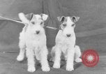 Standbild Golden Gate Kennel Club dog show San Francisco California USA, 1932, aus Sekunde 43 historischem Filmmaterial Videoclip 65675070937