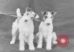 Standbild Golden Gate Kennel Club dog show San Francisco California USA, 1932, aus Sekunde 44 historischem Filmmaterial Videoclip 65675070937
