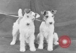 Standbild Golden Gate Kennel Club dog show San Francisco California USA, 1932, aus Sekunde 45 historischem Filmmaterial Videoclip 65675070937