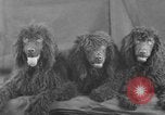 Standbild Golden Gate Kennel Club dog show San Francisco California USA, 1932, aus Sekunde 46 historischem Filmmaterial Videoclip 65675070937