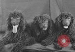 Standbild Golden Gate Kennel Club dog show San Francisco California USA, 1932, aus Sekunde 47 historischem Filmmaterial Videoclip 65675070937