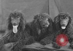 Standbild Golden Gate Kennel Club dog show San Francisco California USA, 1932, aus Sekunde 48 historischem Filmmaterial Videoclip 65675070937
