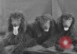 Standbild Golden Gate Kennel Club dog show San Francisco California USA, 1932, aus Sekunde 49 historischem Filmmaterial Videoclip 65675070937