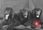 Standbild Golden Gate Kennel Club dog show San Francisco California USA, 1932, aus Sekunde 50 historischem Filmmaterial Videoclip 65675070937