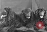 Standbild Golden Gate Kennel Club dog show San Francisco California USA, 1932, aus Sekunde 51 historischem Filmmaterial Videoclip 65675070937