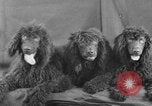 Standbild Golden Gate Kennel Club dog show San Francisco California USA, 1932, aus Sekunde 52 historischem Filmmaterial Videoclip 65675070937