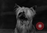 Standbild Golden Gate Kennel Club dog show San Francisco California USA, 1932, aus Sekunde 53 historischem Filmmaterial Videoclip 65675070937