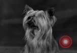 Standbild Golden Gate Kennel Club dog show San Francisco California USA, 1932, aus Sekunde 54 historischem Filmmaterial Videoclip 65675070937