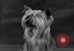 Standbild Golden Gate Kennel Club dog show San Francisco California USA, 1932, aus Sekunde 55 historischem Filmmaterial Videoclip 65675070937