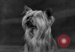 Standbild Golden Gate Kennel Club dog show San Francisco California USA, 1932, aus Sekunde 56 historischem Filmmaterial Videoclip 65675070937