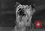 Standbild Golden Gate Kennel Club dog show San Francisco California USA, 1932, aus Sekunde 57 historischem Filmmaterial Videoclip 65675070937