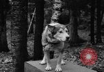 Image les chiens de traîneau Wonalancet New Hampshire USA, 1939, de la seconde 8 séquences d'archives historiques vidéo 65675070946