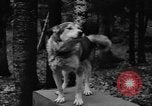 Image les chiens de traîneau Wonalancet New Hampshire USA, 1939, de la seconde 9 séquences d'archives historiques vidéo 65675070946