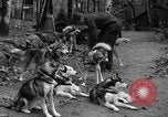 Image les chiens de traîneau Wonalancet New Hampshire USA, 1939, de la seconde 10 séquences d'archives historiques vidéo 65675070946