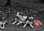 Image les chiens de traîneau Wonalancet New Hampshire USA, 1939, de la seconde 11 séquences d'archives historiques vidéo 65675070946