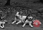 Image les chiens de traîneau Wonalancet New Hampshire USA, 1939, de la seconde 12 séquences d'archives historiques vidéo 65675070946