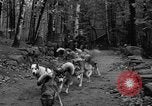 Image les chiens de traîneau Wonalancet New Hampshire USA, 1939, de la seconde 15 séquences d'archives historiques vidéo 65675070946