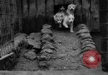 Image les chiens de traîneau Wonalancet New Hampshire USA, 1939, de la seconde 19 séquences d'archives historiques vidéo 65675070946