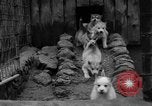 Image les chiens de traîneau Wonalancet New Hampshire USA, 1939, de la seconde 20 séquences d'archives historiques vidéo 65675070946