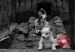 Image les chiens de traîneau Wonalancet New Hampshire USA, 1939, de la seconde 21 séquences d'archives historiques vidéo 65675070946
