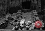 Image les chiens de traîneau Wonalancet New Hampshire USA, 1939, de la seconde 22 séquences d'archives historiques vidéo 65675070946