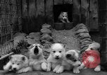 Image les chiens de traîneau Wonalancet New Hampshire USA, 1939, de la seconde 23 séquences d'archives historiques vidéo 65675070946