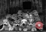 Image les chiens de traîneau Wonalancet New Hampshire USA, 1939, de la seconde 24 séquences d'archives historiques vidéo 65675070946