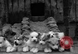 Image les chiens de traîneau Wonalancet New Hampshire USA, 1939, de la seconde 25 séquences d'archives historiques vidéo 65675070946