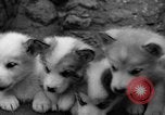 Image les chiens de traîneau Wonalancet New Hampshire USA, 1939, de la seconde 27 séquences d'archives historiques vidéo 65675070946