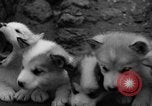 Image les chiens de traîneau Wonalancet New Hampshire USA, 1939, de la seconde 28 séquences d'archives historiques vidéo 65675070946