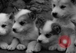 Image les chiens de traîneau Wonalancet New Hampshire USA, 1939, de la seconde 29 séquences d'archives historiques vidéo 65675070946
