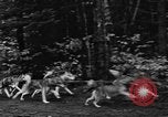 Image les chiens de traîneau Wonalancet New Hampshire USA, 1939, de la seconde 32 séquences d'archives historiques vidéo 65675070946