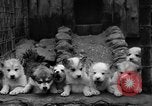 Image les chiens de traîneau Wonalancet New Hampshire USA, 1939, de la seconde 35 séquences d'archives historiques vidéo 65675070946