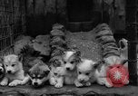 Image les chiens de traîneau Wonalancet New Hampshire USA, 1939, de la seconde 36 séquences d'archives historiques vidéo 65675070946