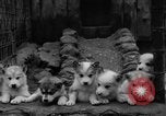 Image les chiens de traîneau Wonalancet New Hampshire USA, 1939, de la seconde 37 séquences d'archives historiques vidéo 65675070946