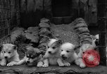 Image les chiens de traîneau Wonalancet New Hampshire USA, 1939, de la seconde 38 séquences d'archives historiques vidéo 65675070946
