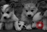 Image les chiens de traîneau Wonalancet New Hampshire USA, 1939, de la seconde 39 séquences d'archives historiques vidéo 65675070946