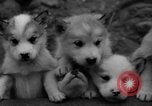 Image les chiens de traîneau Wonalancet New Hampshire USA, 1939, de la seconde 40 séquences d'archives historiques vidéo 65675070946