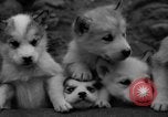 Image les chiens de traîneau Wonalancet New Hampshire USA, 1939, de la seconde 41 séquences d'archives historiques vidéo 65675070946